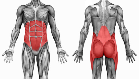 core-muscles-group